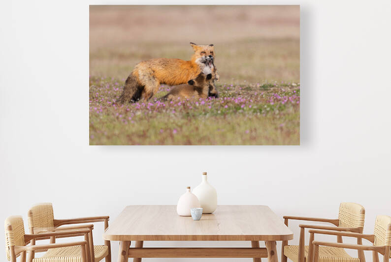 Red Fox with Kits by Randy Tremblay Photography