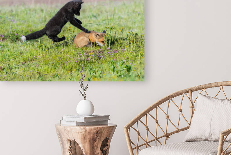 Red Fox Kits by Randy Tremblay Photography