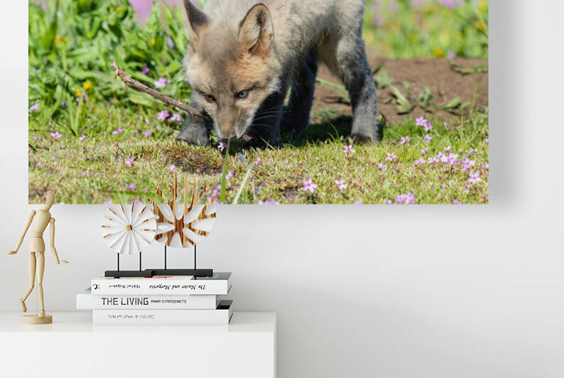 Red Fox Kit by Randy Tremblay Photography