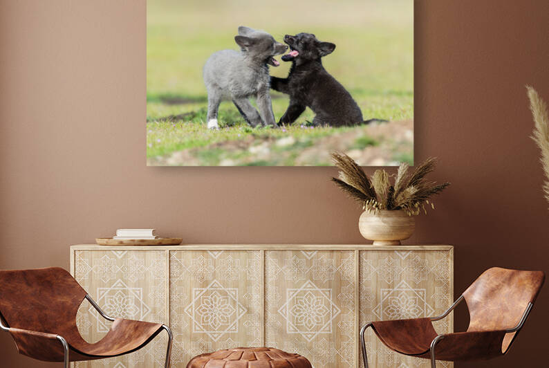 Red Fox Kits by Randy Tremblay Photography