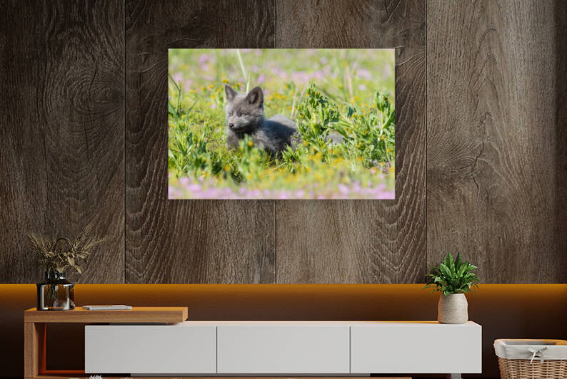 Red Fox Kit by Randy Tremblay Photography