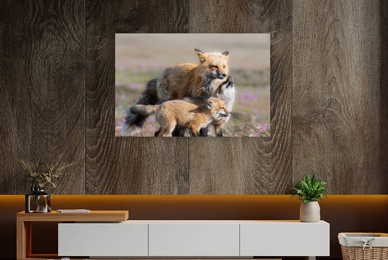 Red Fox with Kits by Randy Tremblay Photography