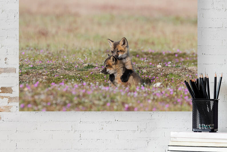 Red Fox Kits by Randy Tremblay Photography