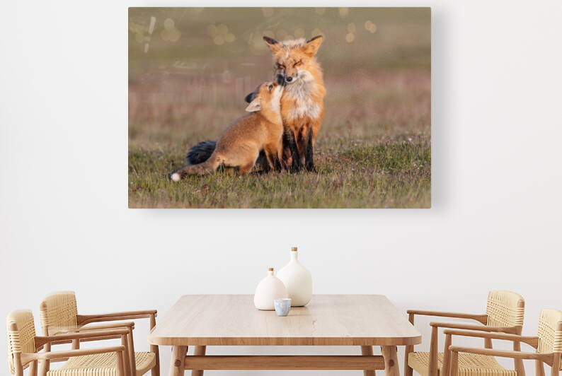 Red Fox with Kit by Randy Tremblay Photography