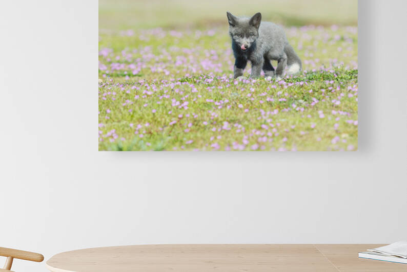 Red Fox Kit by Randy Tremblay Photography