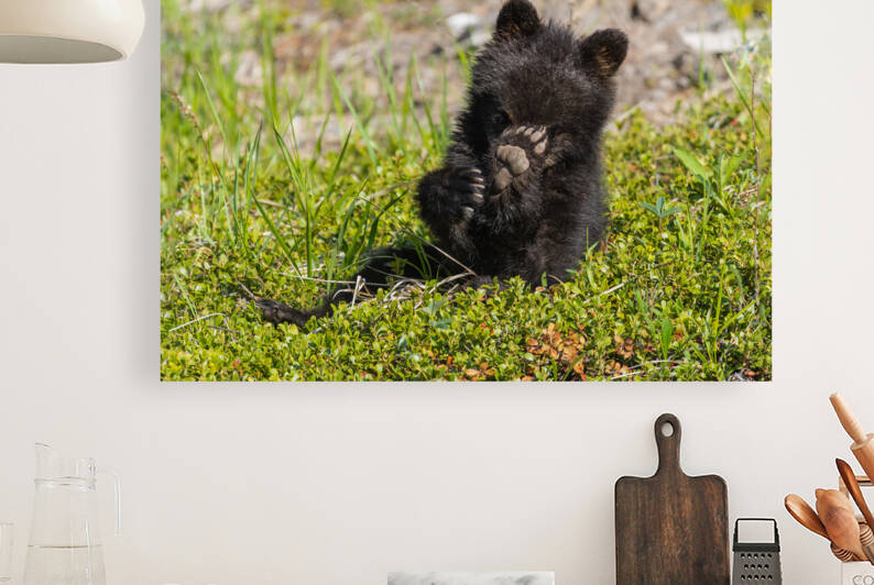 Black Bear Cub by Randy Tremblay Photography