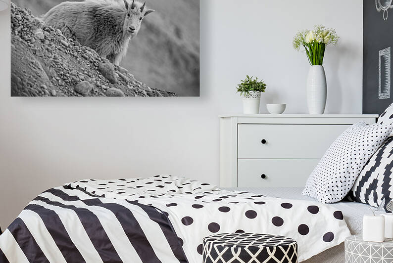 Mountain Goat Kid by Randy Tremblay Photography