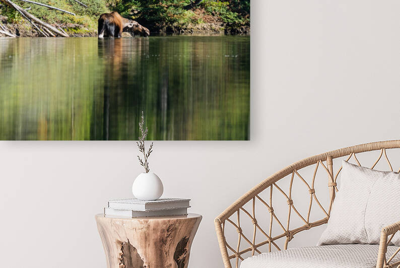 Cow Moose by Randy Tremblay Photography