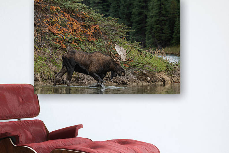 Bull Moose by Randy Tremblay Photography