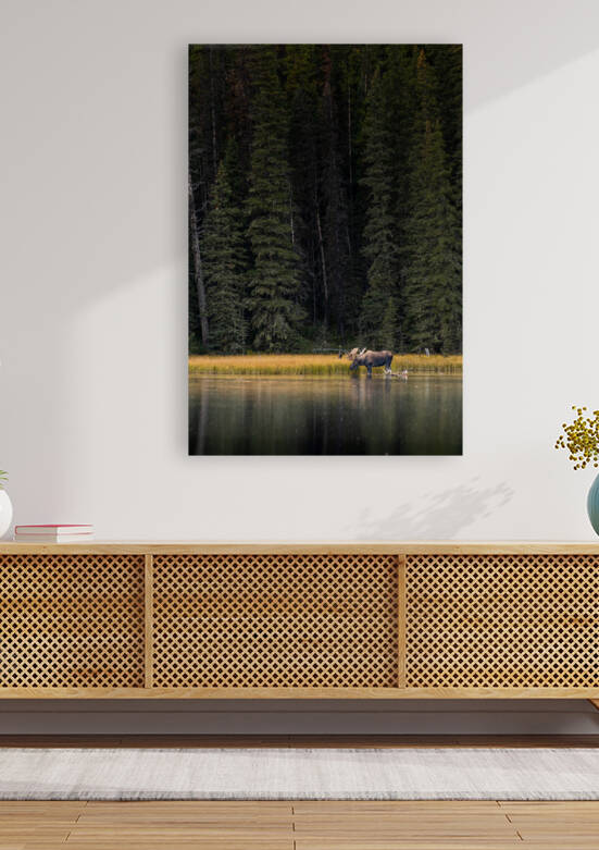 Bull Moose by Randy Tremblay Photography