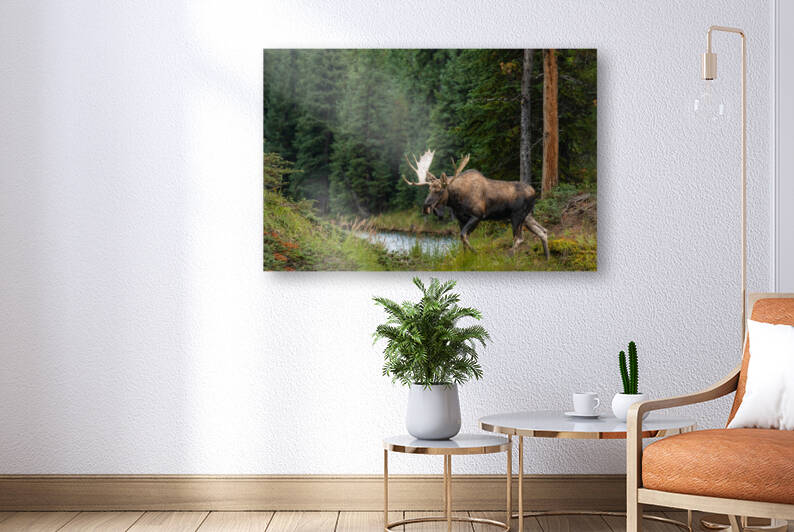 Bull Moose by Randy Tremblay Photography