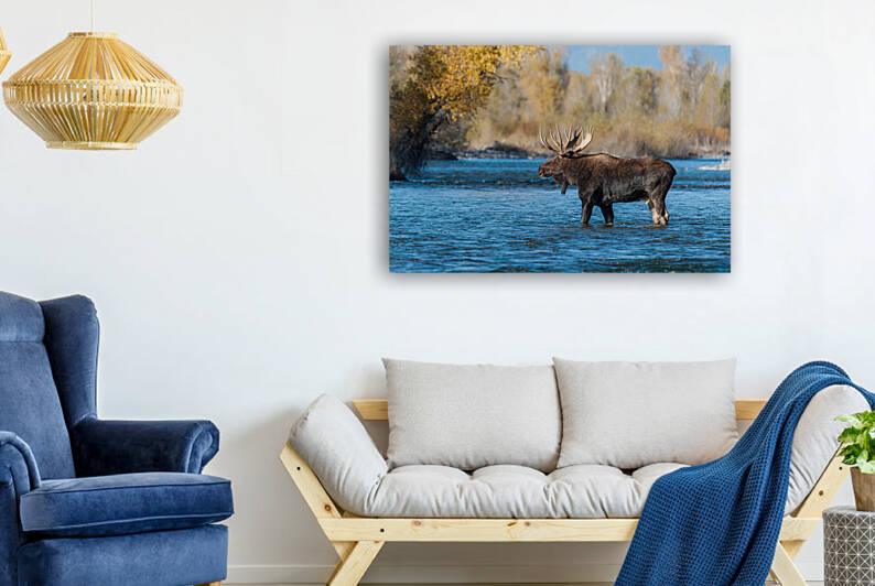 Bull Moose by Randy Tremblay Photography