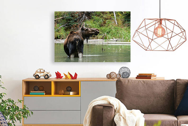 Cow Moose by Randy Tremblay Photography