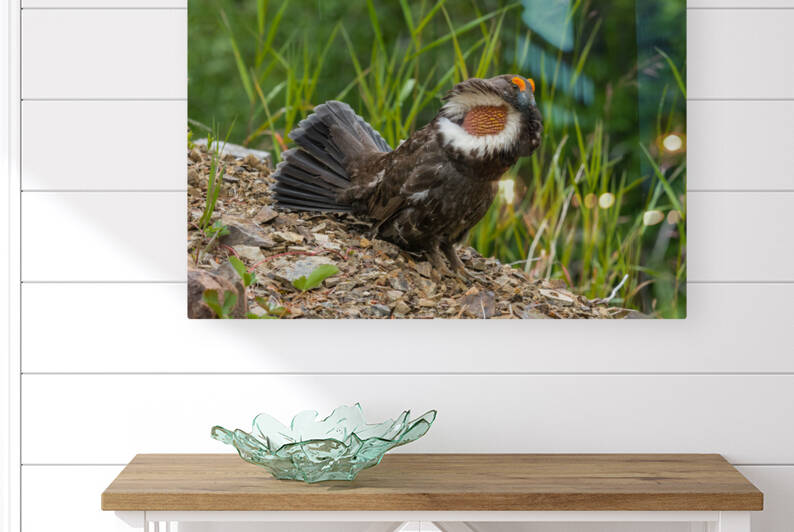 Male Sooty Grouse by Randy Tremblay Photography
