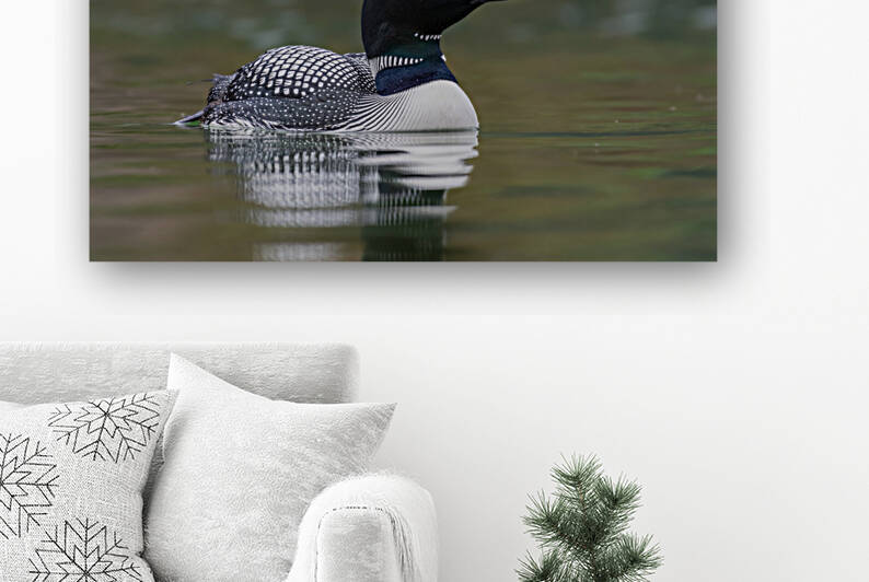 Common Loon by Randy Tremblay Photography