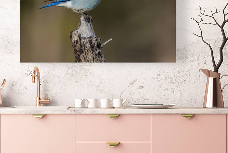 Male Mountain Bluebird by Randy Tremblay Photography