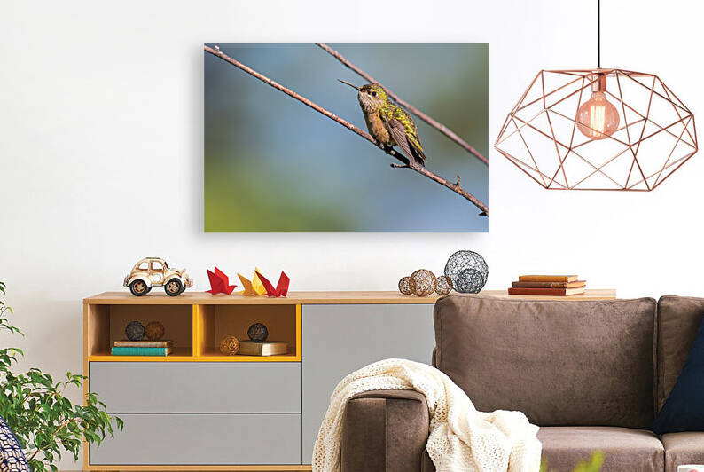 Female Calliope Hummingbird by Randy Tremblay Photography