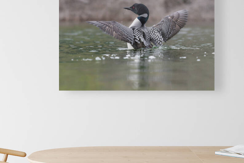 Common Loon by Randy Tremblay Photography