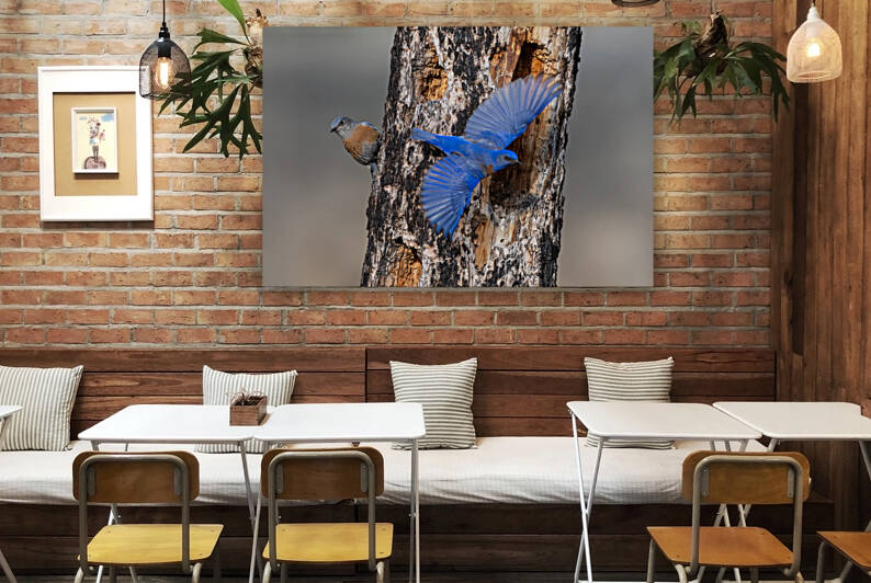 Western Bluebirds by Randy Tremblay Photography