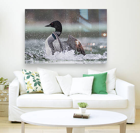 Common Loon by Randy Tremblay Photography