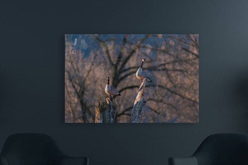 Canadian Geese by Randy Tremblay Photography