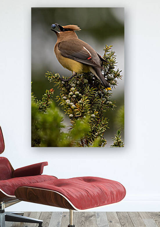 Cedar Waxwing by Randy Tremblay Photography