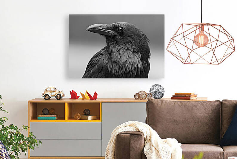 Raven by Randy Tremblay Photography