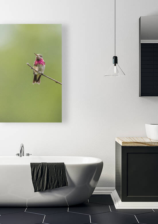 Male Calliope Hummingbird by Randy Tremblay Photography