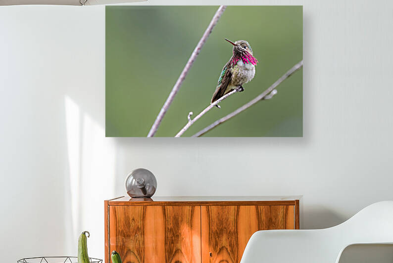 Male Calliope Hummingbird by Randy Tremblay Photography