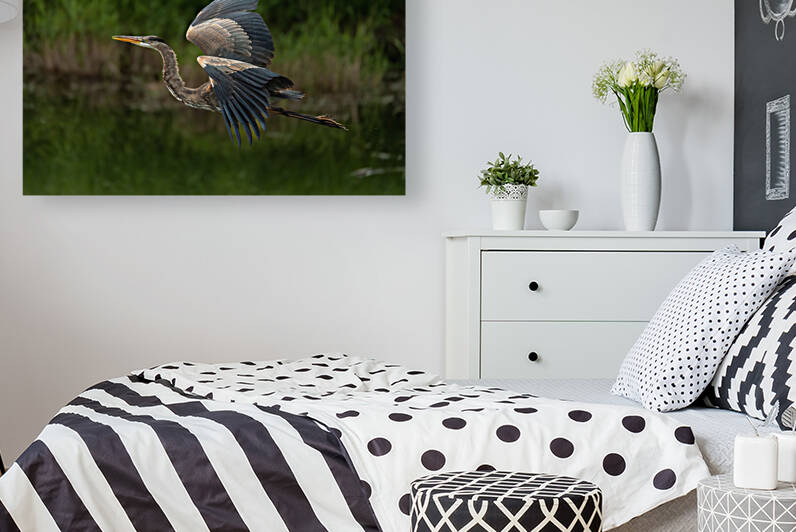 Great Blue Heron by Randy Tremblay Photography