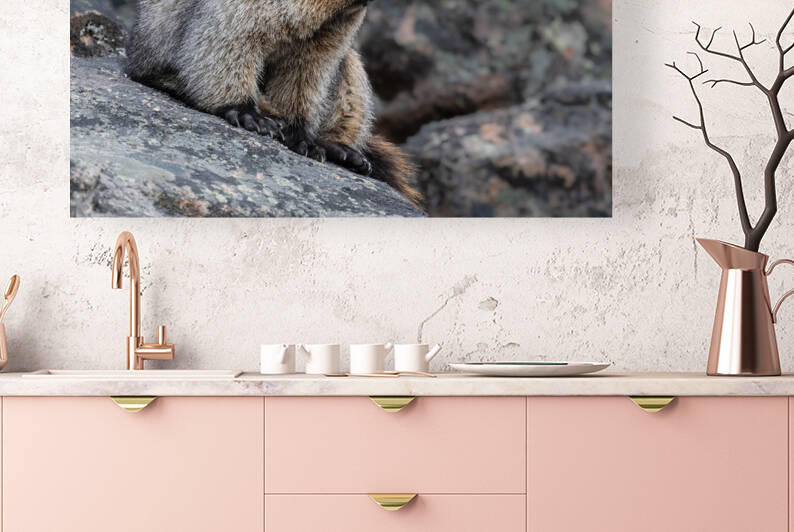 Hoary Marmot by Randy Tremblay Photography