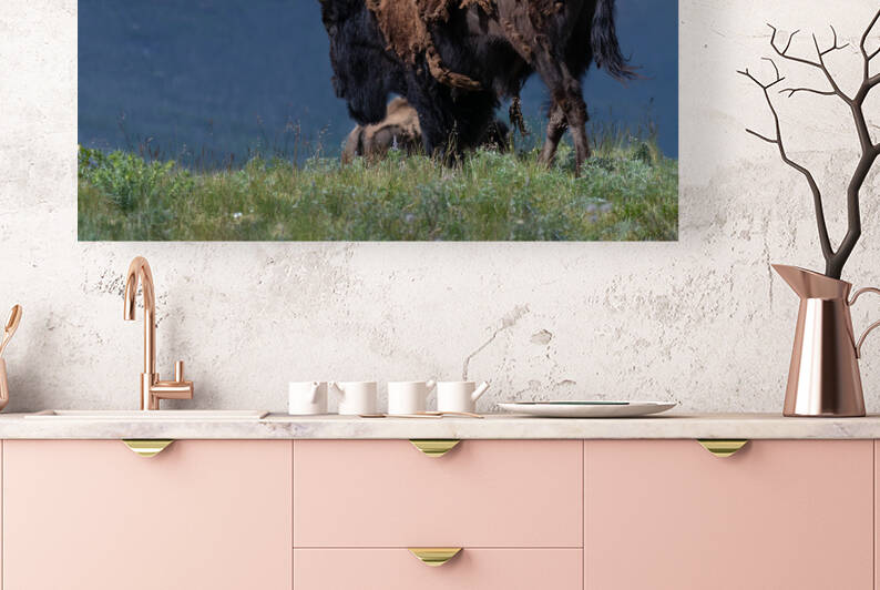 Male Bison by Randy Tremblay Photography