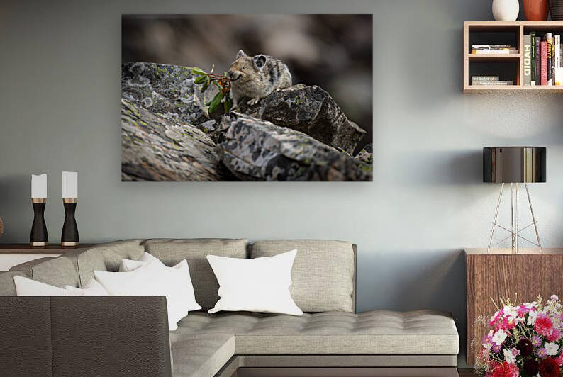 American Pika by Randy Tremblay Photography