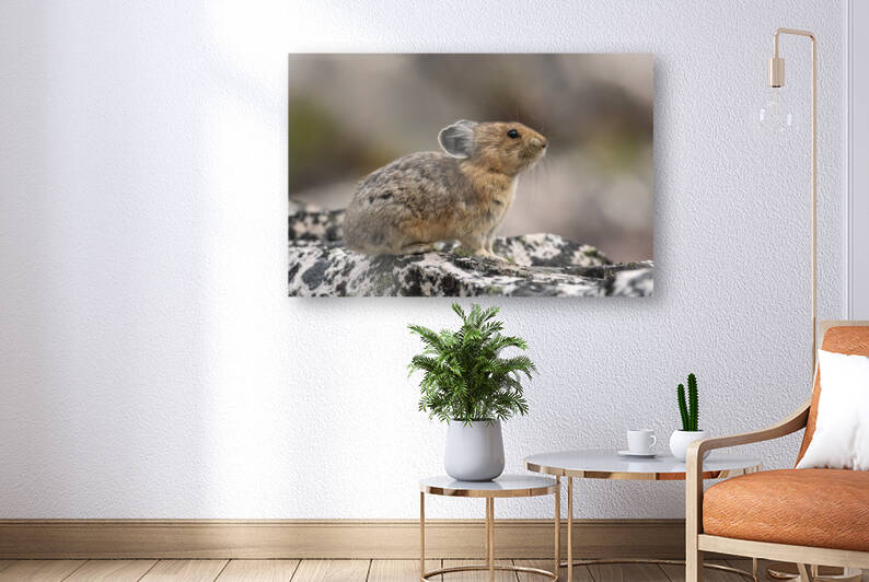 American Pika by Randy Tremblay Photography