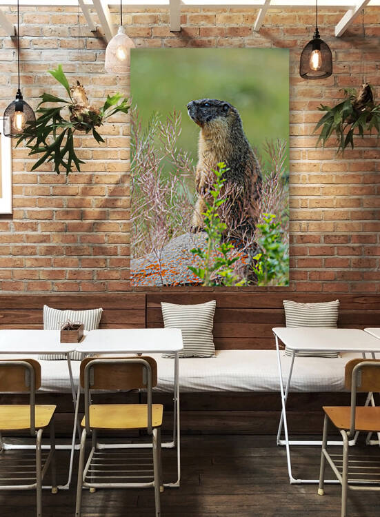 Yellow-bellied Marmot by Randy Tremblay Photography