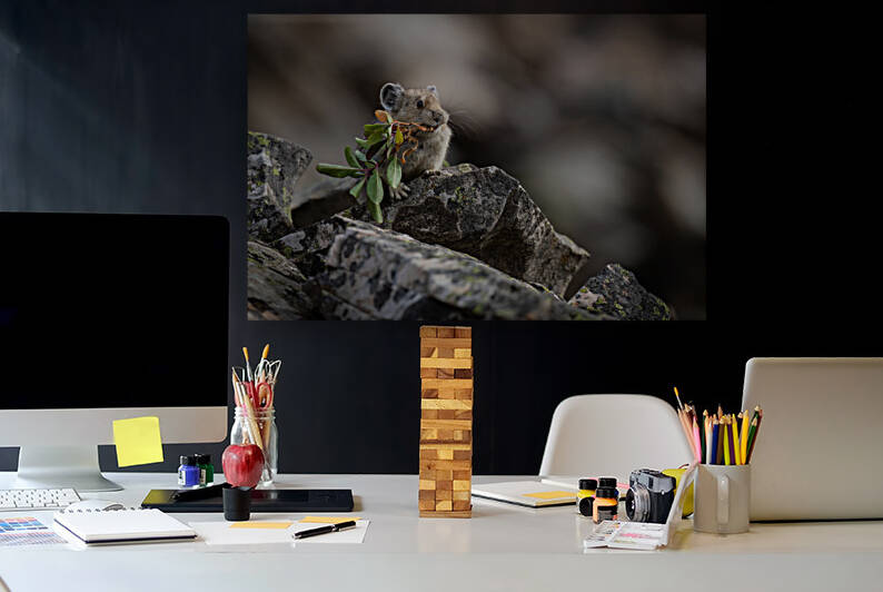 American Pika by Randy Tremblay Photography