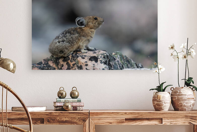 American Pika by Randy Tremblay Photography