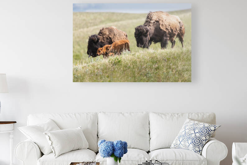 Female Bison with Calves by Randy Tremblay Photography