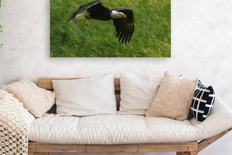 Bald Eagle by Randy Tremblay Photography