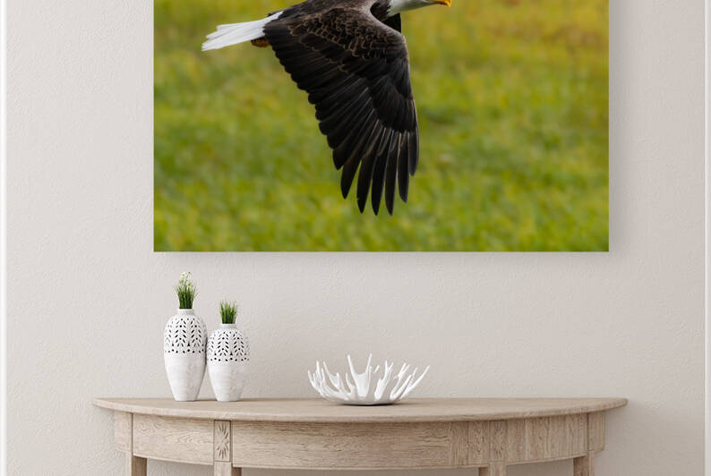 Bald Eagle by Randy Tremblay Photography