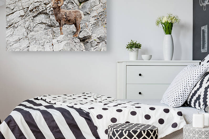 Bighorn Ram by Randy Tremblay Photography