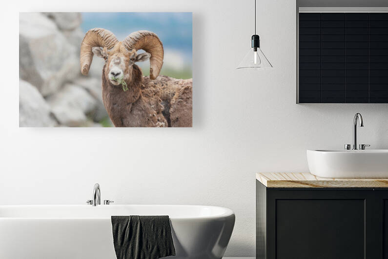 Bighorn Ram by Randy Tremblay Photography