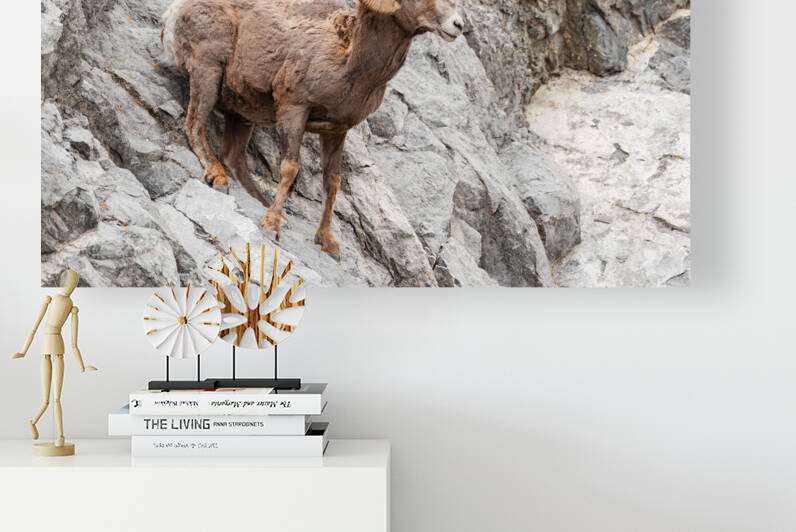 Bighorn Ram by Randy Tremblay Photography