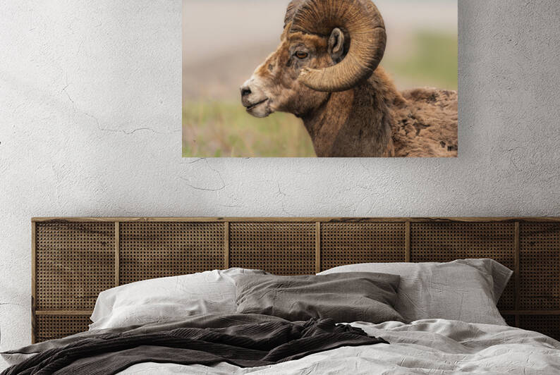 Bighorn Ram by Randy Tremblay Photography