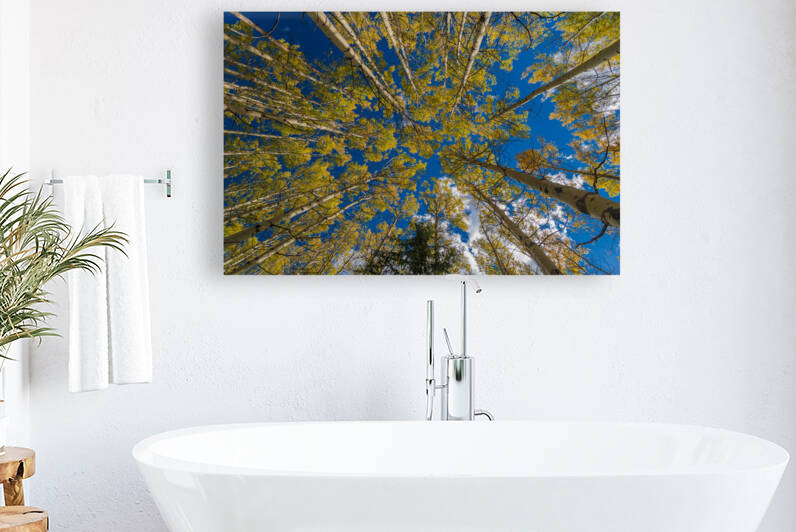 Fall Aspens by Randy Tremblay Photography