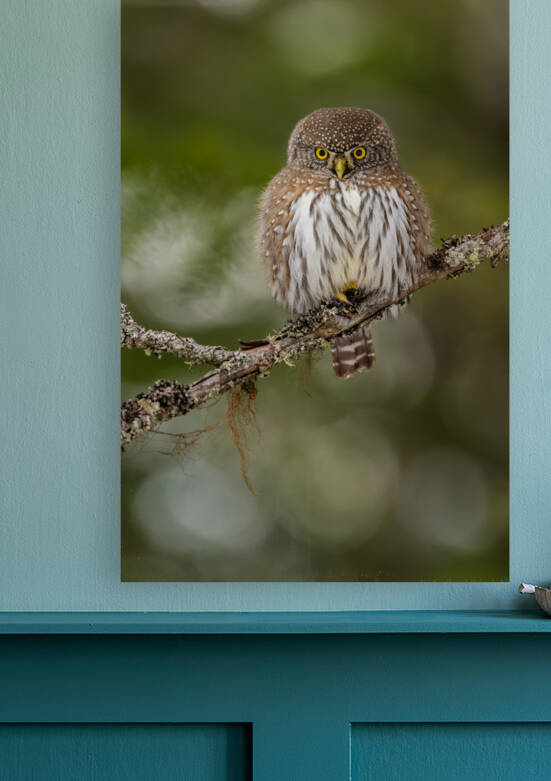 Northern Pygmy Owl by Randy Tremblay Photography