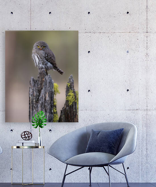 Northern Pygmy Owl by Randy Tremblay Photography