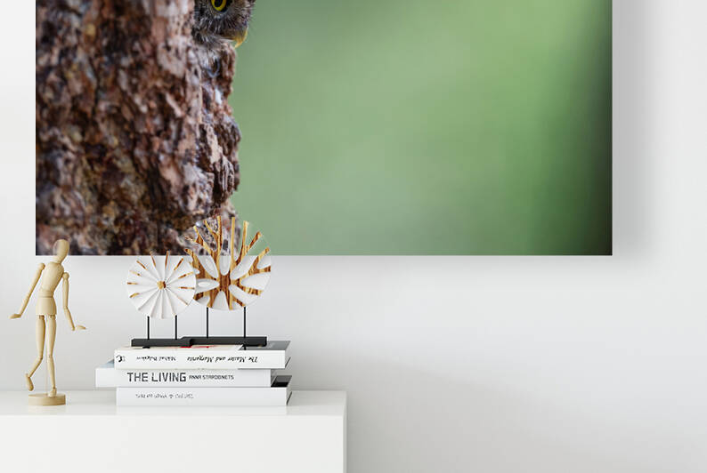 Northern Pygmy Owl by Randy Tremblay Photography