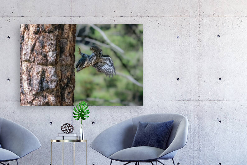 Northern Pygmy Owl by Randy Tremblay Photography