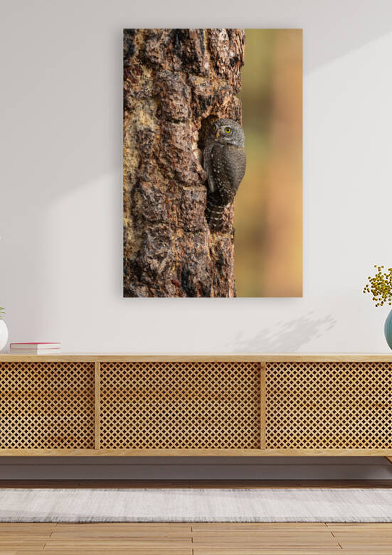 Northern Pygmy Owl by Randy Tremblay Photography